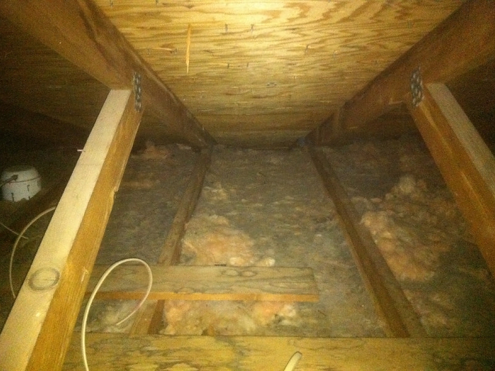 Identifying Signs of Bat Infestations in Attics