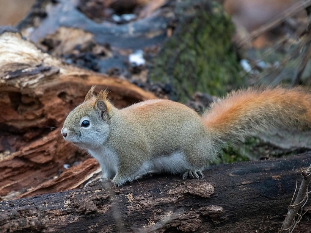 Comparing DIY Squirrel Removal Methods with Professional Services