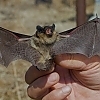 michigan bat removal from attics