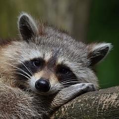 raccoon removal michigan