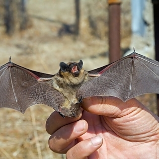 Bat