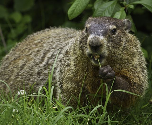 Groundhogs do serious property damage. | Default | Services | My