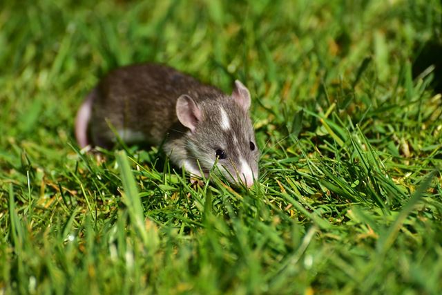 Rats and mice are a serious nuisance animal | Default | Services | My ...